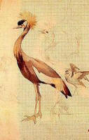 Alexandre de Riquer:  Dessin "Estudi d'ocells" (�tude d'oiseaux)